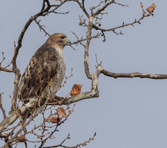 Buteo jamaicensis