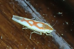 Zygina flammigera
