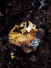 Cantharellus cascadensis