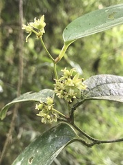 Smilax tomentosa