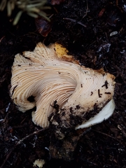 Cantharellus cascadensis