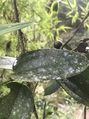 Smilax tomentosa