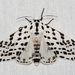 Mariposas-Leopardo - Photo (c) Jim Johnson, alguns direitos reservados (CC BY-NC-ND), uploaded by Jim Johnson