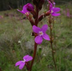 Stylidium montanum