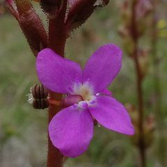 Stylidium montanum
