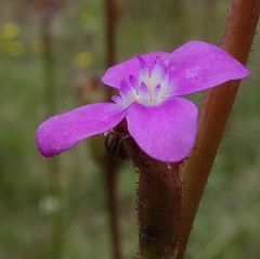 Stylidium montanum