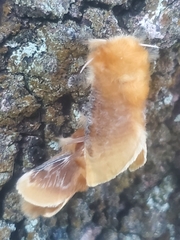 Megalopyge opercularis