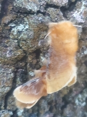 Megalopyge opercularis