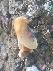 Megalopyge opercularis