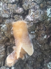Megalopyge opercularis