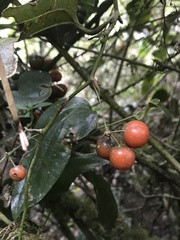 Smilax tomentosa
