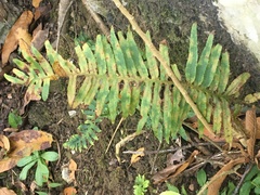 Polypodium plesiosorum
