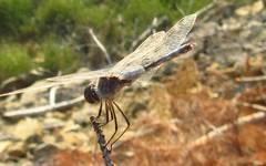 Selysiothemis nigra
