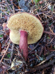 Xerocomellus atropurpureus