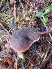 Xerocomellus atropurpureus