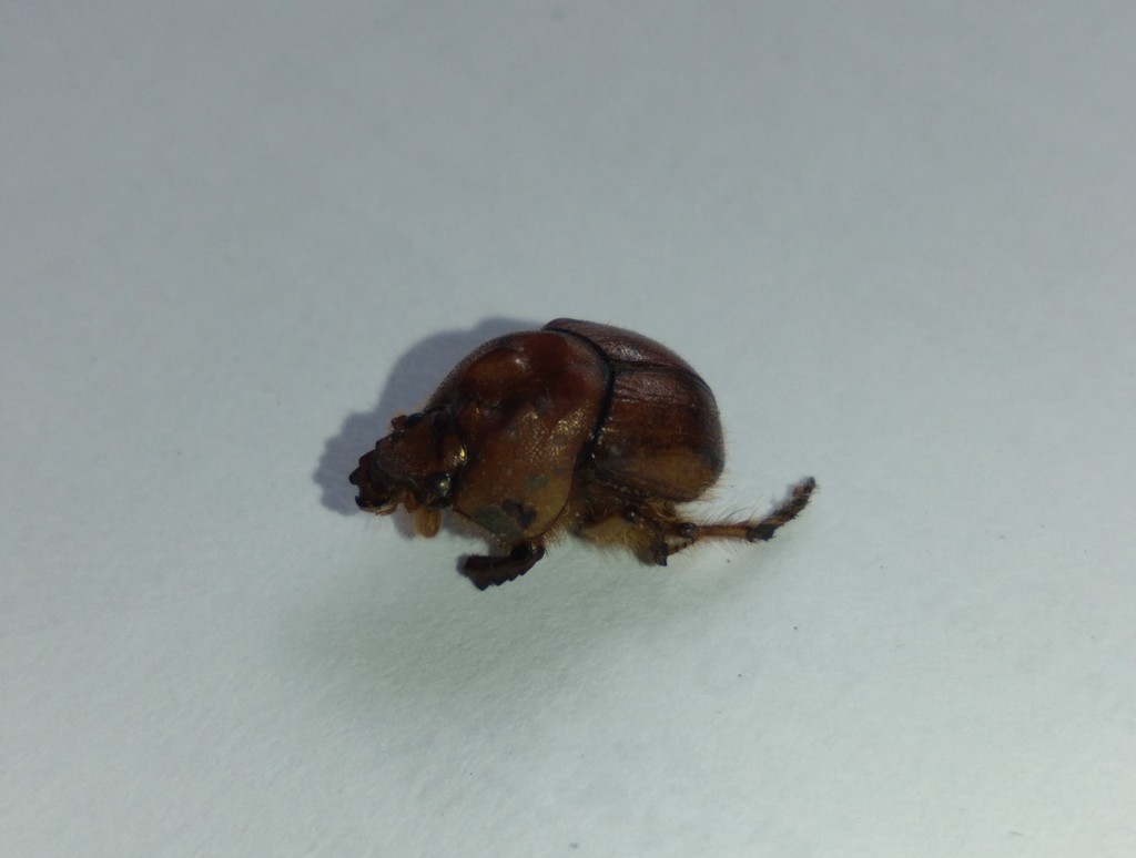 Neoathyreus pholas