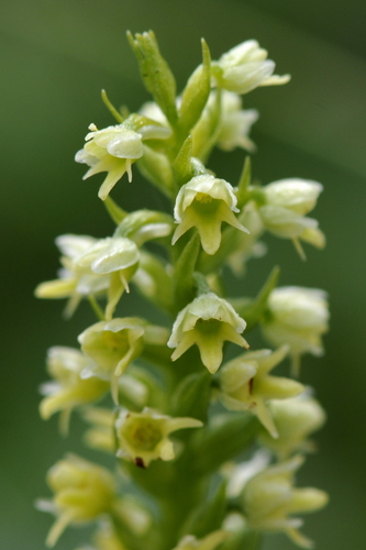 Pseudorchis albida ssp. albida