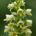 Small-white Orchid - Photo (c) Nicolas Zwahlen, some rights reserved (CC BY-NC-SA), uploaded by Nicolas Zwahlen