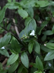 Callisia gracilis