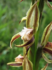 Prasophyllum australe