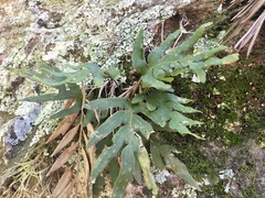 Pleopeltis pleopeltifolia