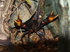 Euastacus hystricosus