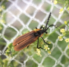 Metriorrhynchus variipennis