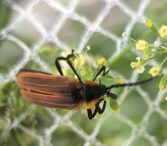 Metriorrhynchus variipennis