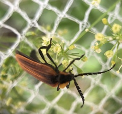 Metriorrhynchus variipennis