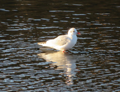 Chroicocephalus ridibundus