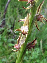 Prasophyllum australe