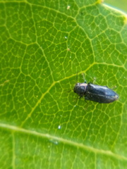 Maoraxia eremita