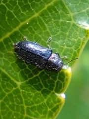 Maoraxia eremita