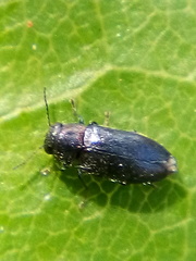 Maoraxia eremita