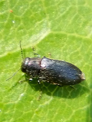 Maoraxia eremita