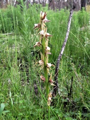 Prasophyllum australe