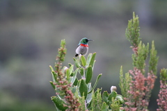 Cinnyris chalybeus chalybeus
