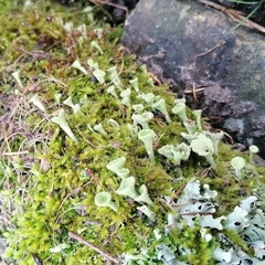 Cladonia