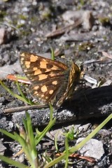 Carterocephalus