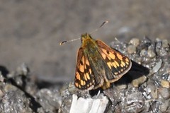 Carterocephalus