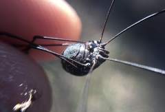 Leiobunum viridorsum