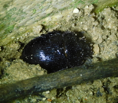 Ceratophyus hoffmannseggi