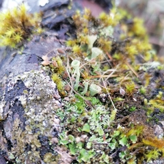 Cladonia