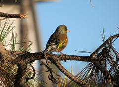 Chloris sinica
