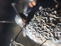 Leiobunum viridorsum