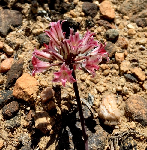 Image of Allium parishii by (c) desertnaturalist, some rights reserved (CC BY)