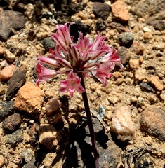 Allium parishii