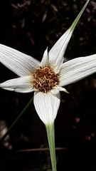 Rhynchospora consanguinea