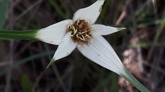 Rhynchospora consanguinea