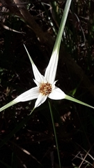 Rhynchospora consanguinea